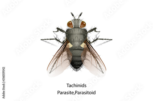 Tachinids insect is predator or parasitoid vector.Eat or parasite in Mahasena corbetti.