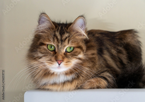 A soft, fluffy, brown and white tabby Siberian Forest Cat with green eyes sitting, looking at the viewer.
