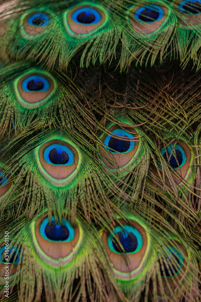 Fototapeta premium Peacock tail feather beautiful colourful vibrant green blue purple pattern2