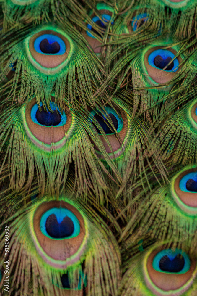 Fototapeta premium Peacock tail feather beautiful colourful vibrant green blue purple pattern