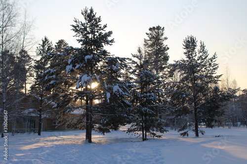 Winter snow in forest and sun nature winter background