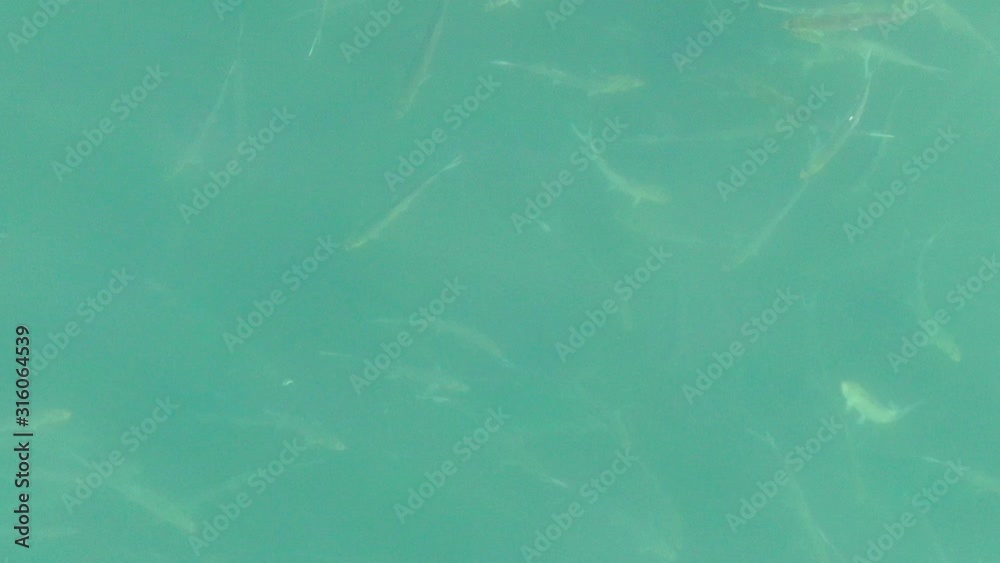 Wild fish swimming in a baitball in the ocean