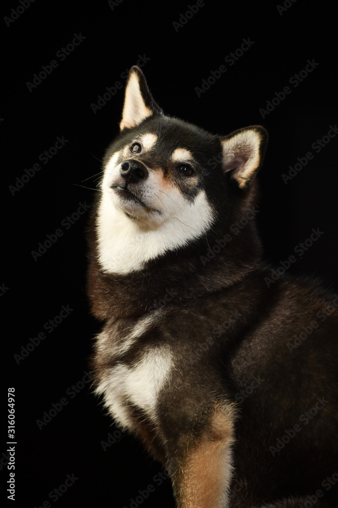 Obraz premium 柴犬