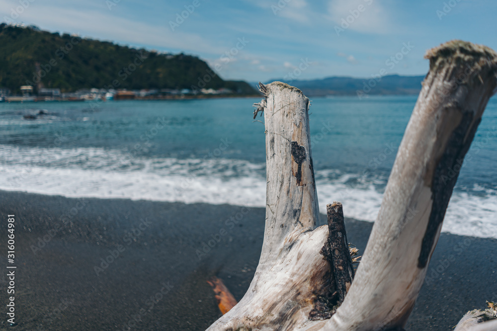 Dead wood on the beach; dead tree on the beach