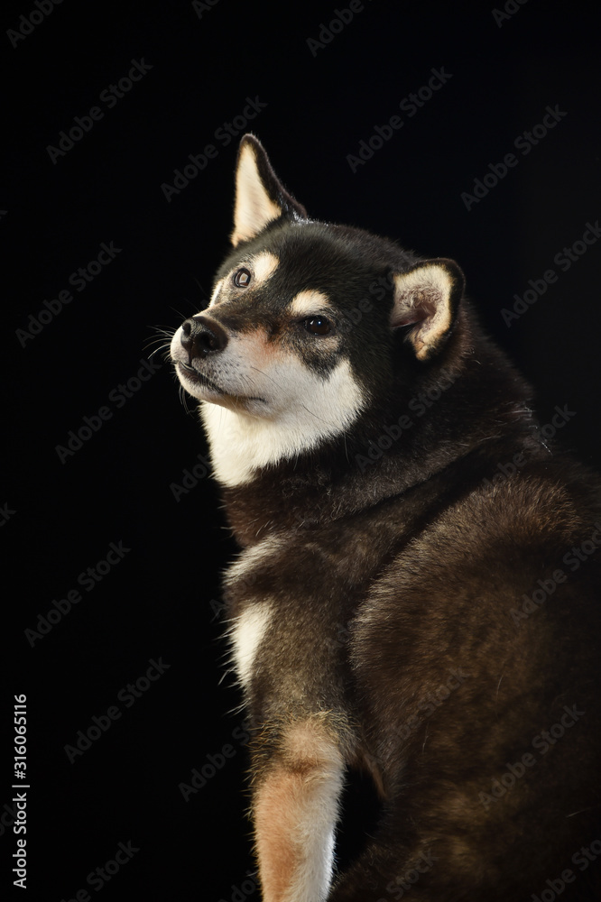 柴犬