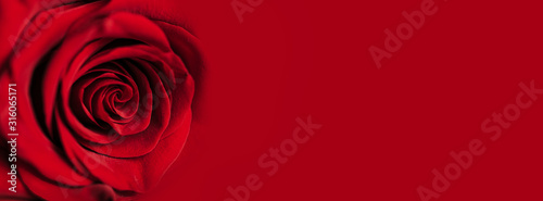 Beautiful Red rose on red background  Love concept  Valentine s day. Mother s day. macro photo. Close up  selected focus.