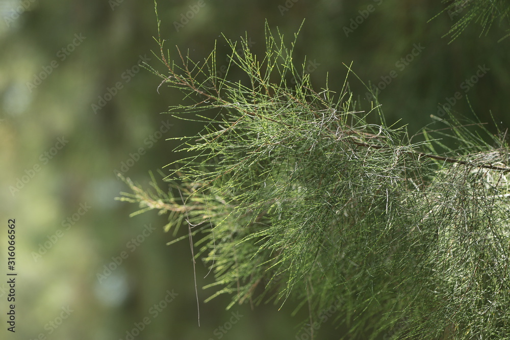 pine tree pine tree