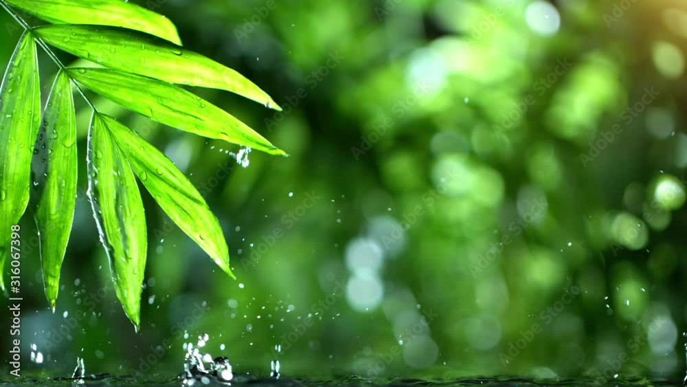 Super slow motion of dropping water with palm leaf, spa and wellness concept. Filmed on very high speed cinema camera, 1000 fps. Super slow motion of dropping water with palm leaf, spa and wellness concept. Filmed on very high speed cinema camera, 1000 fps.