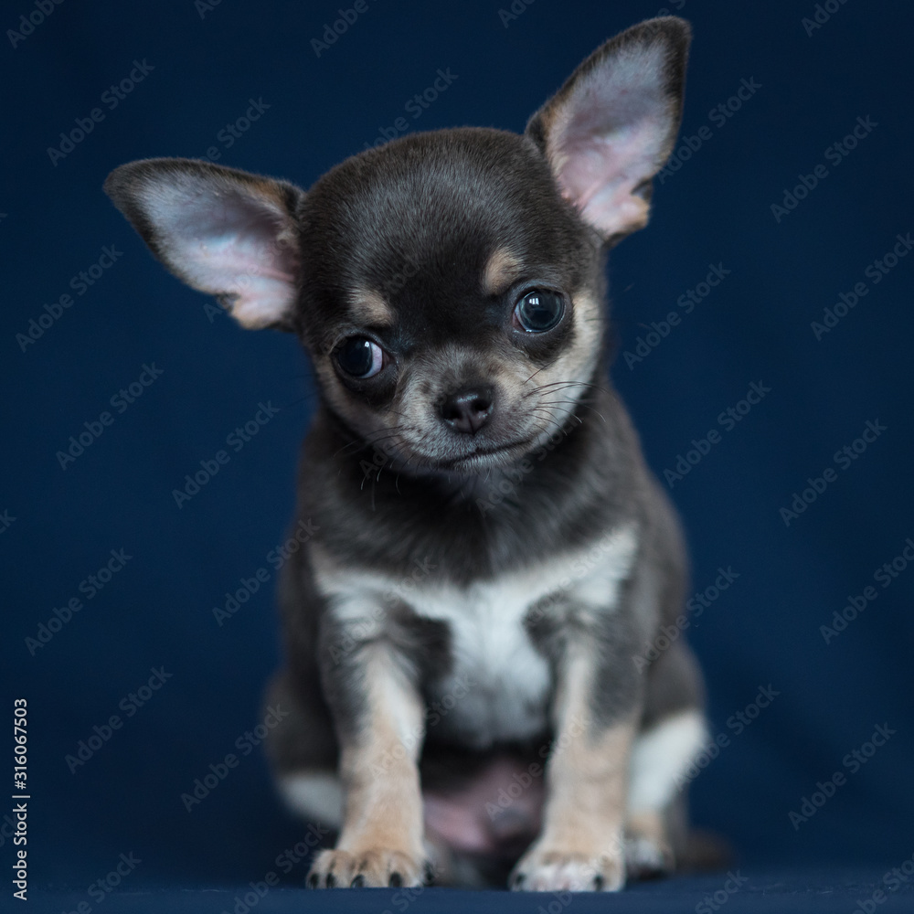 Blue Chihuahua puppy on a classic blue background.