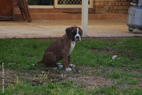 Fototapeta Naklejka Na Ścianę i Meble -  Boxer pup in backyard