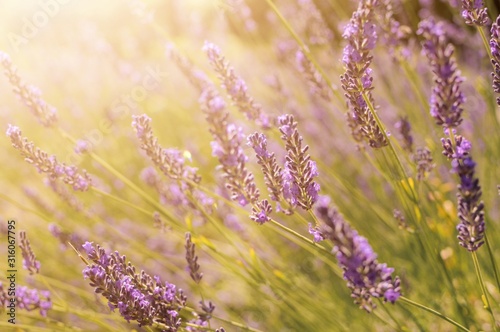 Fototapeta Naklejka Na Ścianę i Meble -  Beautiful purple lavender flower in field with butterflies