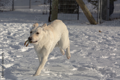 A running white shepherd carrying a pine needle branch 