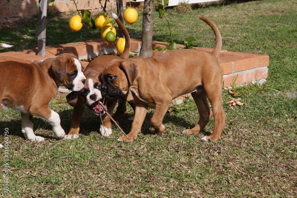Boxer pups playing