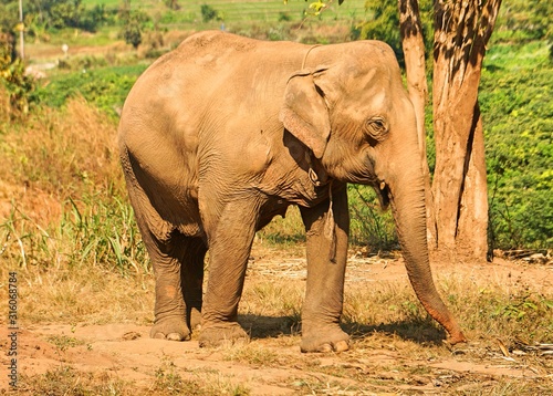 Old Rescued Circus Elephant  Thailand