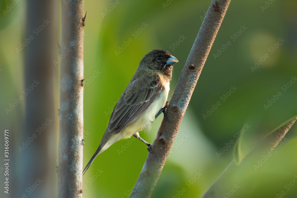 Fototapeta premium Background photo. Gray-backed Grass porridge is a passerine bird of the family Thraupidae.