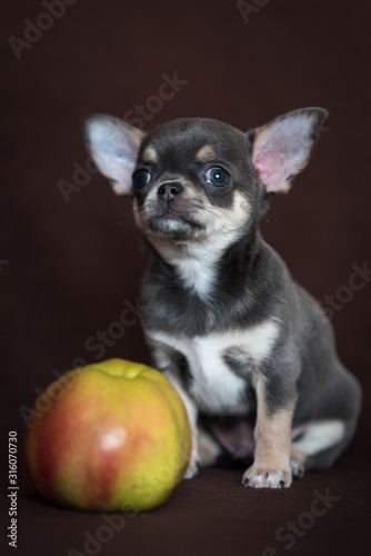Fototapeta Naklejka Na Ścianę i Meble -  A blue Chihuahua puppy sits with an Apple on a dark background.
