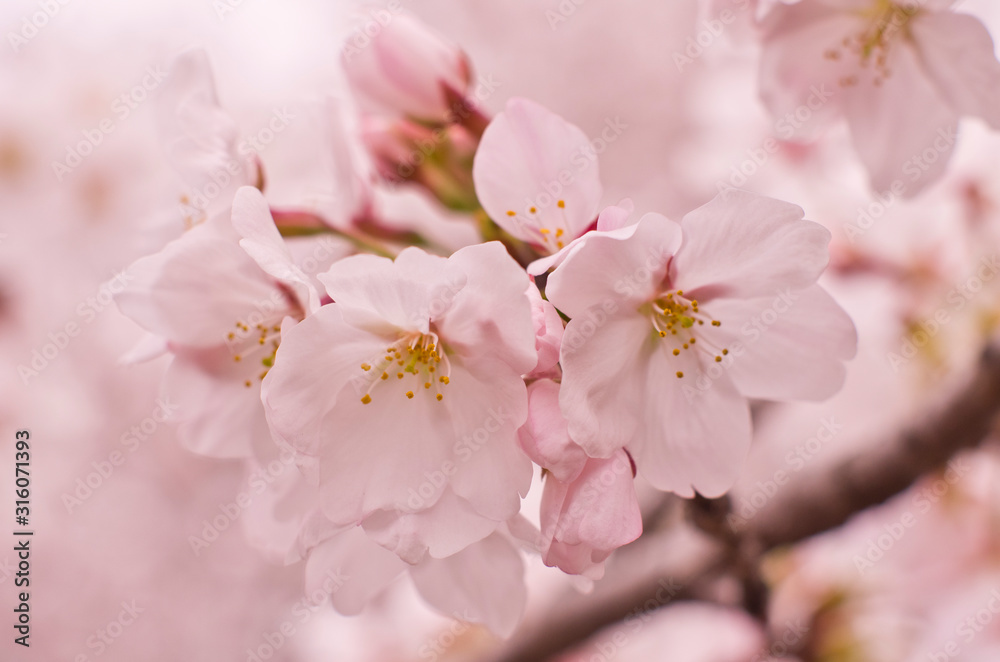 Fototapeta premium Cherry blossoms in full bloom.