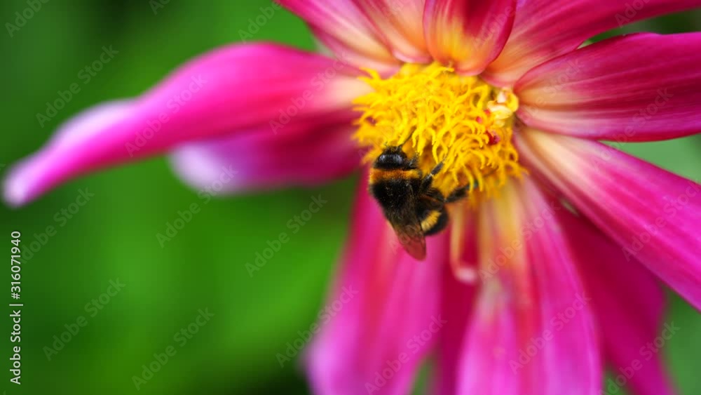 4K video of Honey Bee Working Hard On Pink Flower 4K video of Honey Bee Working Hard On Pink Flower