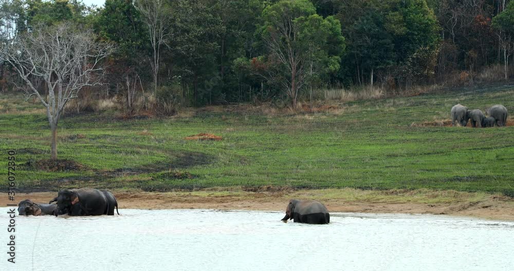 Elephants a playing swimming in Thailand