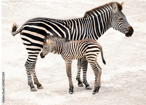 A zebra mother standing close to her little foal. 