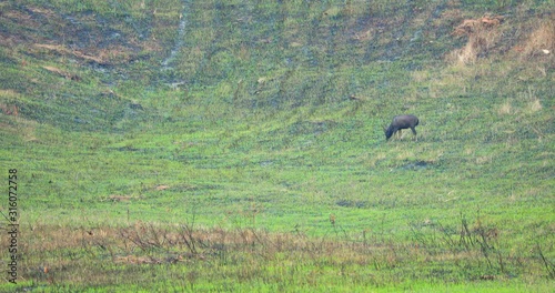 Video 4K of deer in the forest photo