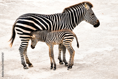 A female zebra standing with her little foal (baby zebra) against her side. 