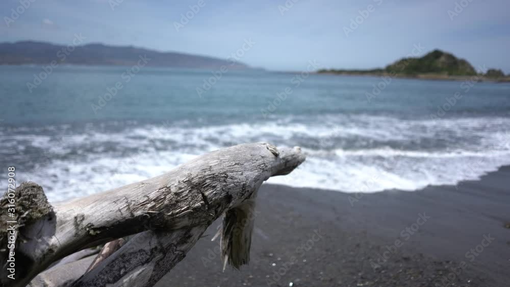 4K video of Peaceful beach with a dead tree in wellington, new zealand 4K video of Peaceful beach with a dead tree in wellington, new zealand