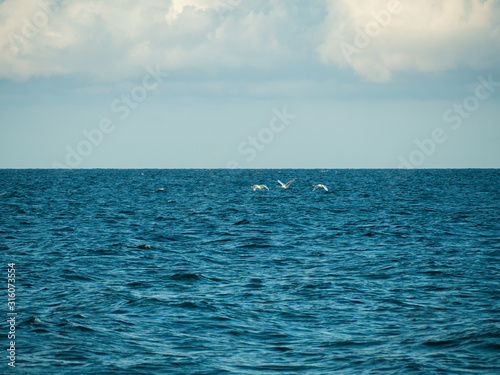 Three white swans fly low over the sea in cloud day