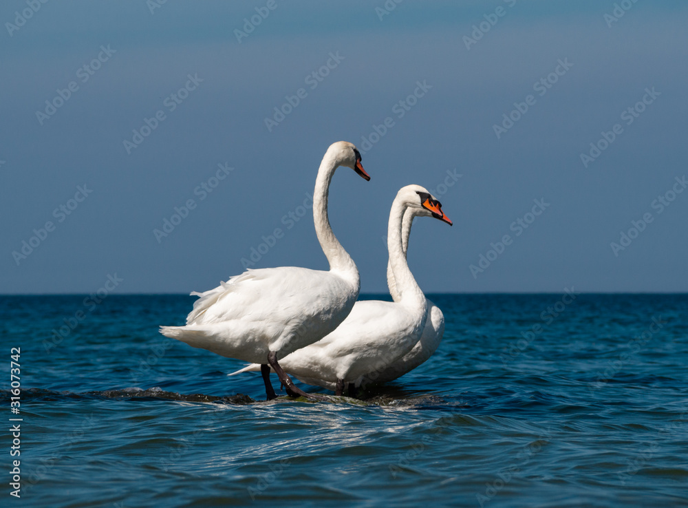 White swans at Baltic sea coast in sunny day White swans at Baltic sea coast in sunny day