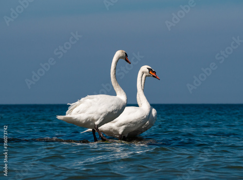 White swans at Baltic sea coast in sunny day