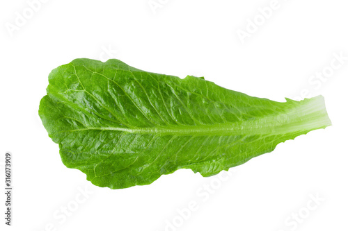 Cos Lettuce Isolated over the White Background.