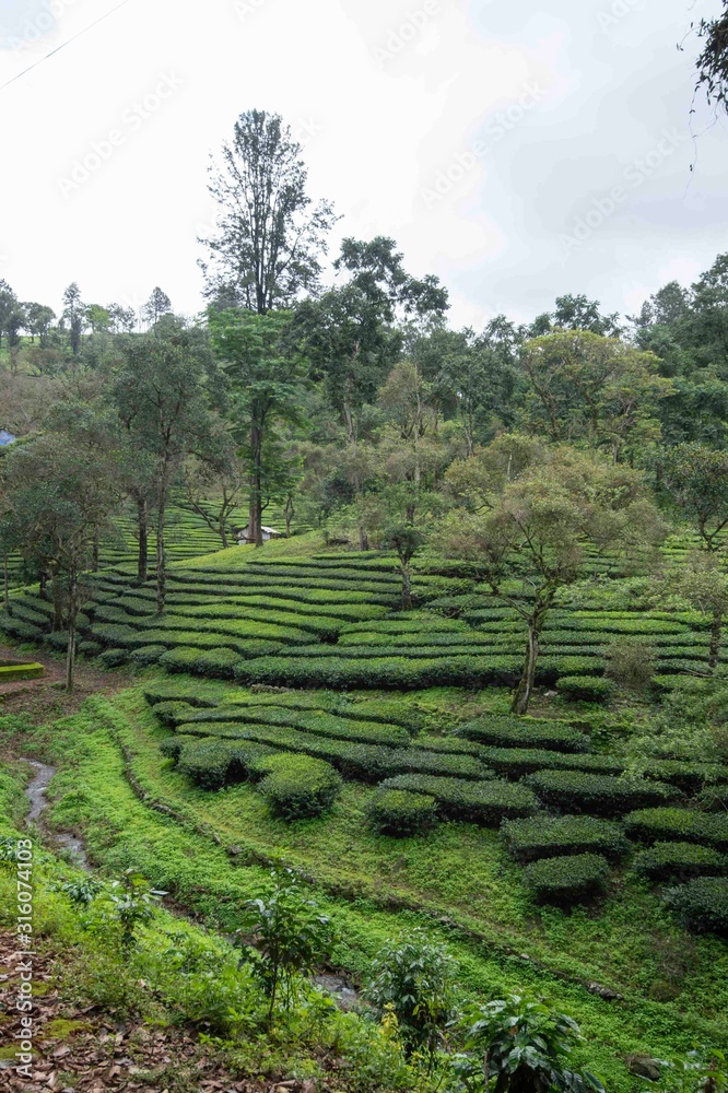Tea Plantations and Shola forest near Valparai, Tamilnadu,India, Asia
