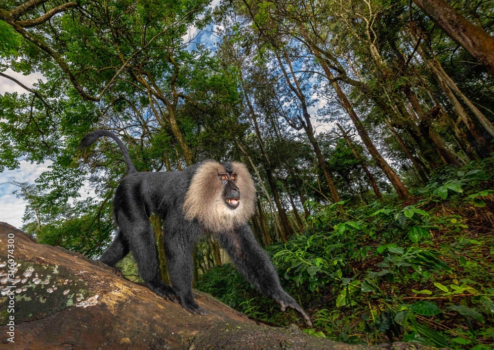 Fototapeta premium Lion-tailed Macaque coming down from canopy on the tree bark in search of food seen near Valparai, Tamilnadu,India, Asia