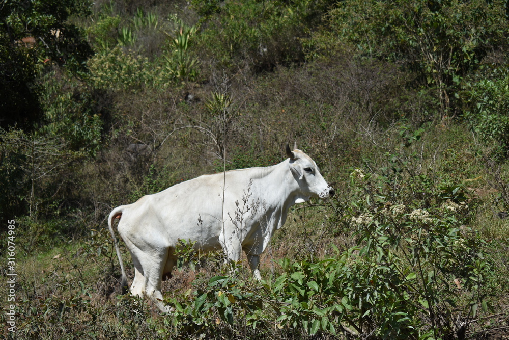 Fototapeta premium Ganado pastando en pradera