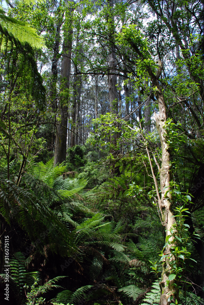 Fototapeta premium ranforest in the dandenongs