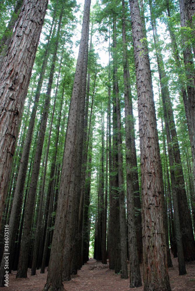 Fototapeta premium redwood forest