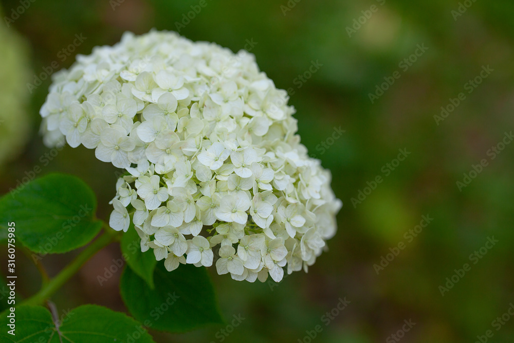 white hydrangea growing on a sunny day white hydrangea growing on a sunny day