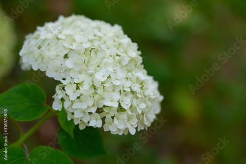 white hydrangea growing on a sunny day