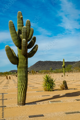Fotografie, Obraz Arizona cactus