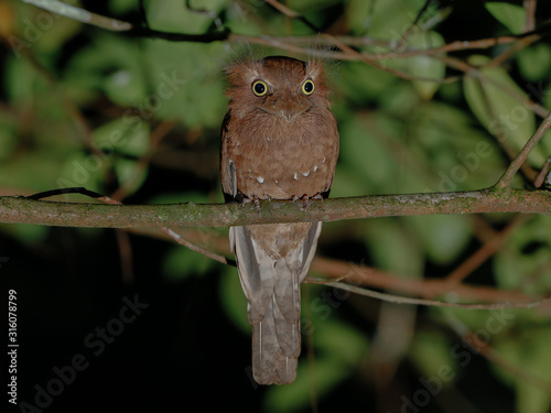 A Javan Frogmouth female(Batrachostomus javensis)sitting in a tree,Hala-bala,Southern Thailand photo