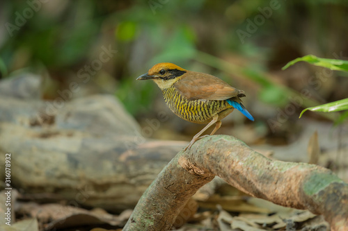 A female Gurney's Pitta rare resident,endemic of Thailand.(Pitta gurneyi) photo