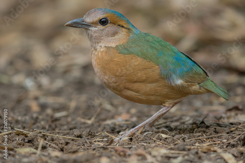 Blue-rumped pitta male close up in the nature of Nam Cat Tien National Park, Vietnam