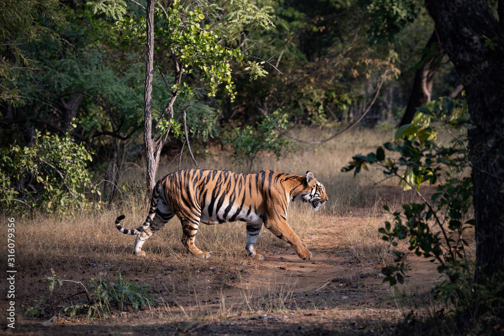 Naklejka premium A beautiful tigress in her natural habitat