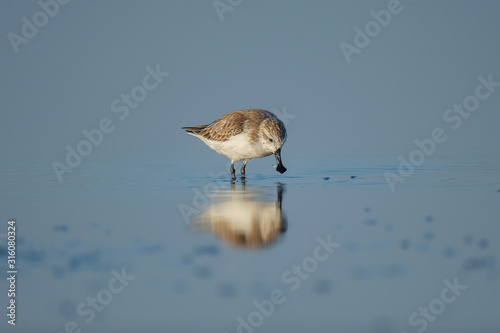 Spoon-billed Sandpiper and shorebirds at the Inner Gulf of Thailand.Very rare and critically endangered species of the world,walking and foraging in water with morning light photo