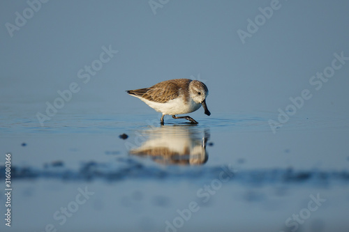 Spoon-billed Sandpiper and shorebirds at the Inner Gulf of Thailand.Very rare and critically endangered species of the world,walking and foraging in water with morning light photo