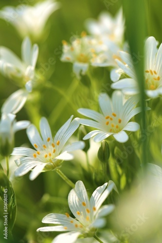 Spring flowers. Field of white flowers close-up. Floral spring light background. White delicate flowers in the sun. Spring season.Spring nature background.
