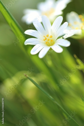 Spring flowers. Floral spring light background. delicate flowers close-up in the sun. Spring season.Spring nature background.