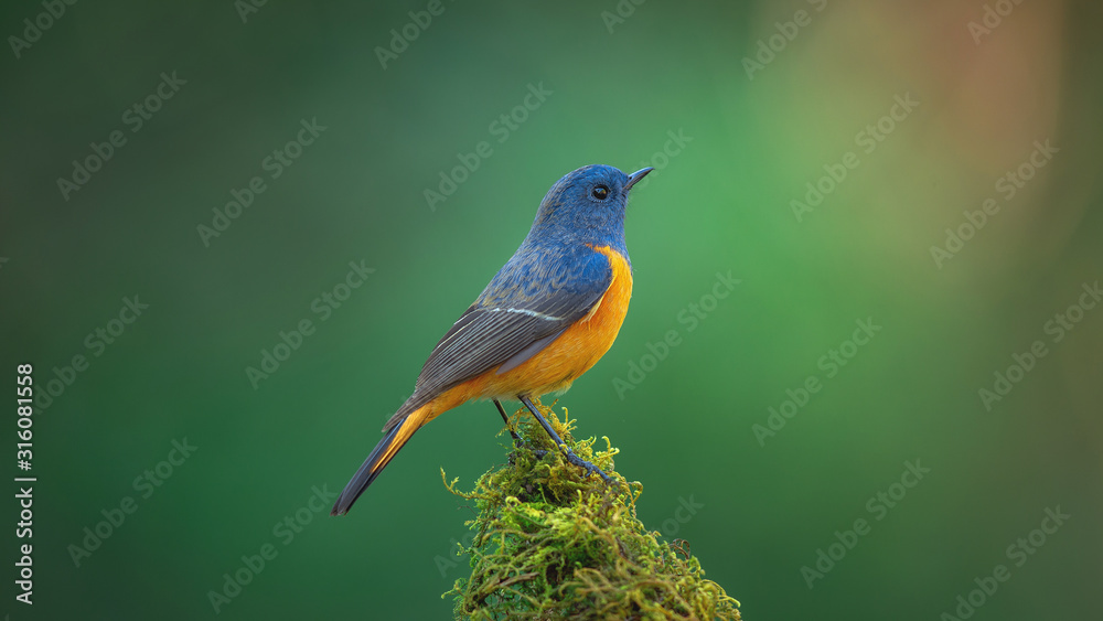 Exotic blue bird, the Blue-fronted Redstart (Phoenicurus frontalis) perching on top of the wooden stick on blur green background,colourful bird,Northern Thailand