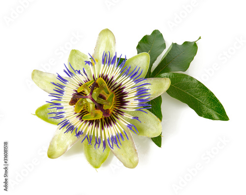 Fototapeta Naklejka Na Ścianę i Meble -  passion flower isolated on white background