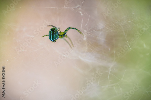 close up photo of a green spider building its nest